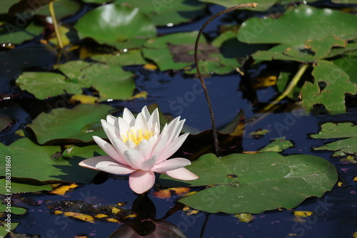 Canvastavla Blooming white water lily on a serene pond with lily pads