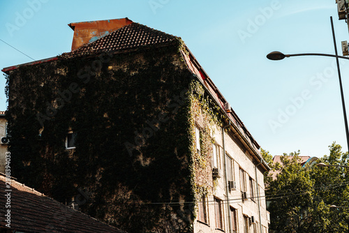 Canvastavla Ivy covers the facade of an older building in Novi Sad Serbia