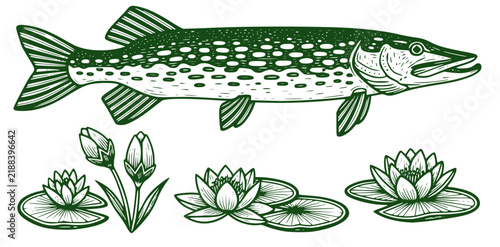 pike and water lilies in engraving style