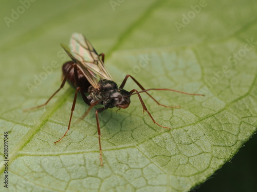 Fotografie Hormiga alada (Formicidae) posada sobre una hoja verde en la naturaleza