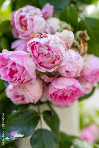 Картината върху платно Close up of a pink rose bouquet in a garden setting