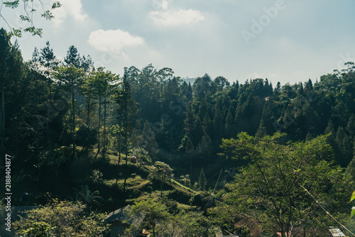 Lush forest hill in the morning and a meadow. Pine trees, blue sky, sunlight, greenery, and a scenic valley landscape in the highlands.