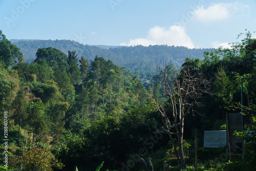 Lush forest hills, a scenic valley landscape, and highland layers of Asia in the morning. Pine trees, blue sky, sunlight, and greenery.