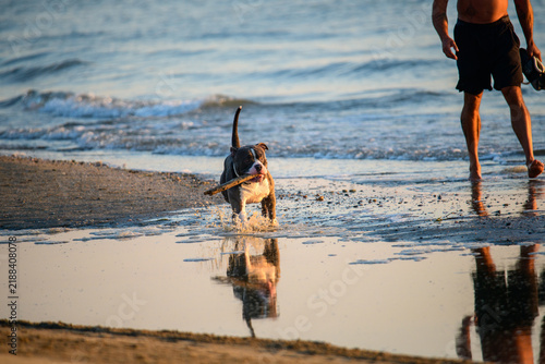 Dog runs on the beach with a stick while a person watches on a warm evening