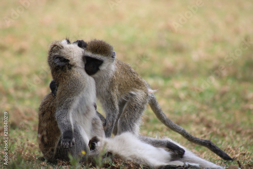 Картината върху платно vervet monkeys grooming and hugging
