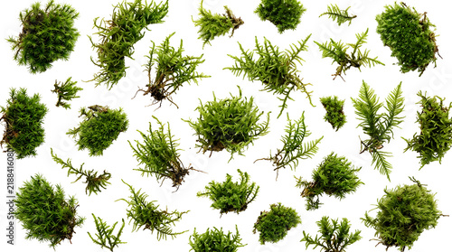 Scattered green forest moss patches isolated on a transparent background for botanical design