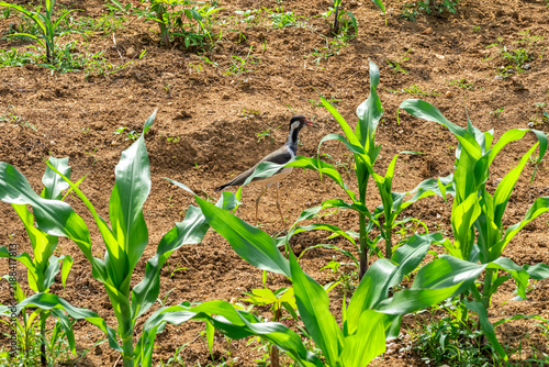 Red-wattled lapwing bird walking on brown soil between young green corn sprouts on an agricultural field