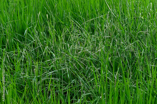 Rice paddy field leaves damaged by insect pests and leaf folder worms causing scraped whitish streaks and crop stress