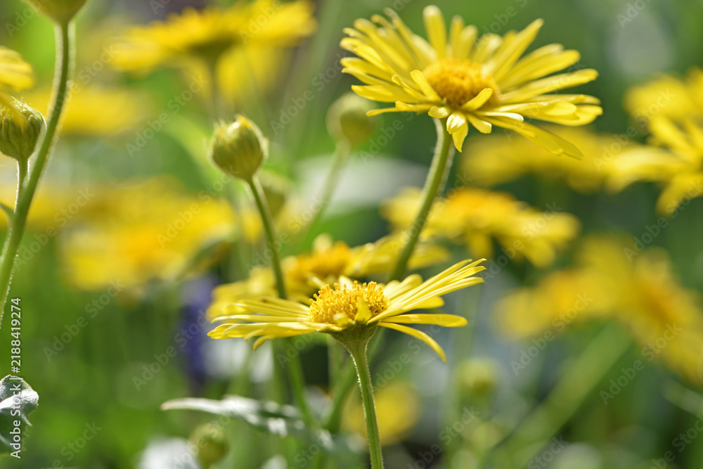 Obraz premium Doronicum orientale. yellow chamomile flowers close up. top view. Yellow flowers with long petals. a flowering flower bed in spring or summer. blooming season, wild flower, beauty in nature