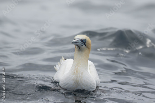 Foto Close-Up Front View of Northern Gannet Swimming at Sea Near Runde