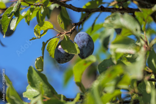 Two ripe purple plums hanging on a tree branch with green leaves against clear blue sky close up
