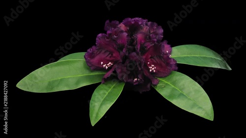 4K time lapse of Rhododendron 'Dramatic Dark' blooming from buds to fully open flowers