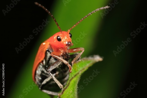 Konstfotografi ウリハムシ