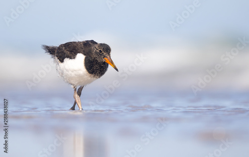 Obraz na plátně Oystercatcher chick