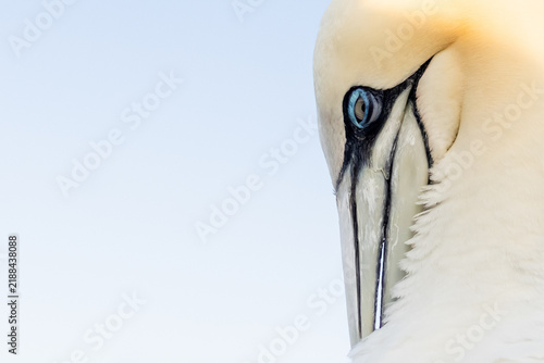 Canvastavla Northern gannet