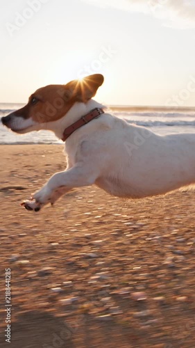 Active Jack Russell Terrier dog running fast along sandy sea beach at golden hour sunrise summer pet care and love concept vertical slow motion video stock