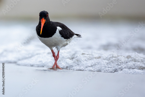 Obraz na plátne Oyster catcher at the sea