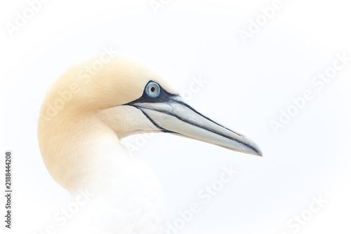Canvastavla Gannet in white