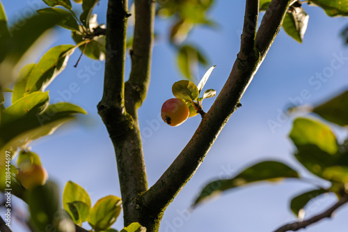 Small ripe wild apple hanging on a tree branch with green leaves against clear blue sky close up
