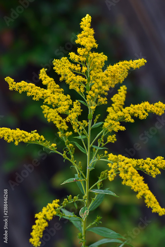 Canvas Print Blooming yellow ragweed bushes