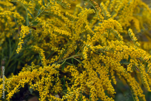 Blooming yellow ragweed bushes. Ambrosia on a summer day. Flowering goldenrod in the garden. Soft focus. Medicine concept. Floral, summer, autumn background.