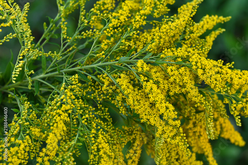 Blooming yellow ragweed bushes. Ambrosia on a summer day. Flowering goldenrod in the garden. Soft focus. Medicine concept. Floral, summer, autumn background.