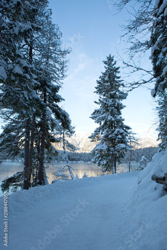 Forest lake and snow-covered winter trees .