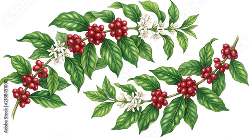 Coffee plant branches with red berries green leaves and white flowers botanical vector illustration isolated on white background