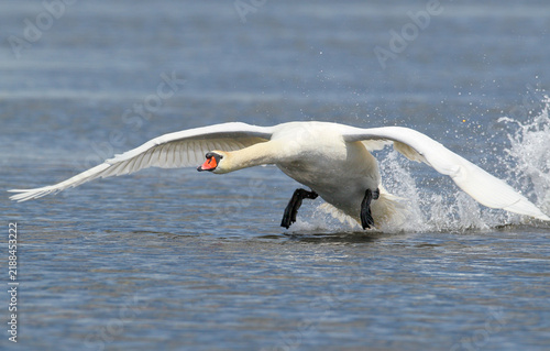 Принти на полотні Mute Swan (Cygnus olor) taking off from the water surface with open wings creating water splashes