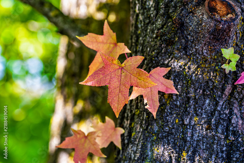 Red and orange sweetgum leaves changing color in early autumn on a tree trunk close up
