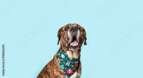 Фотография Brindle Pitbull Christmas Portrait with Festive Bandana, Holiday Celebration, Jo