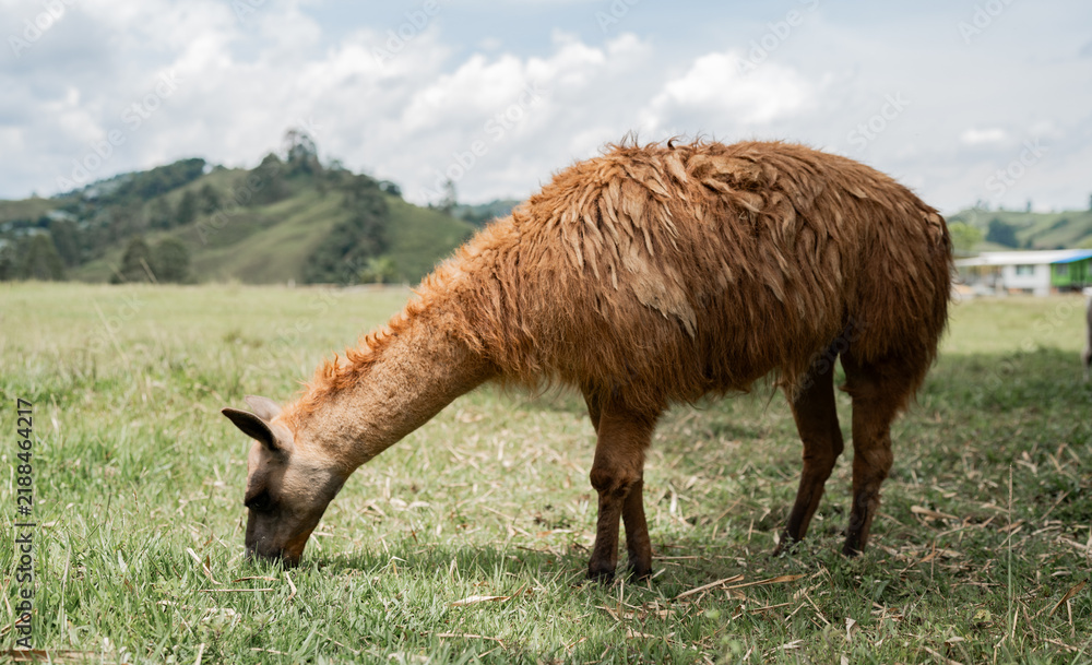 Obraz premium Alpaca marrón pastando en pradera verde con paisaje rural y montañas