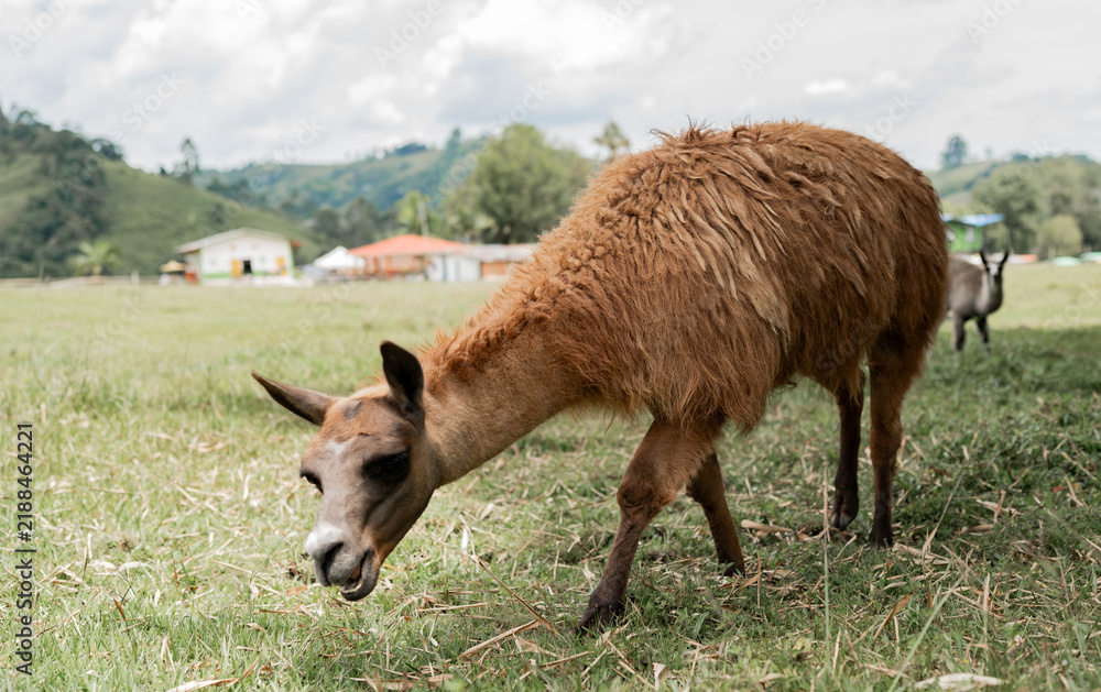 Fototapeta premium Alpaca marrón pastando en un campo verde con paisaje rural de montaña