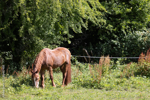 Photography Chestnut horse grazing in a summer meadow paddock at Morden Hall Park, London, i