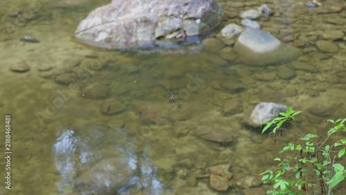 Fotografie A Joro spider hangs patiently in its intricate web spun over a clear, shallow stream, showcasing a unique predator's hunting strategy in its natural habitat