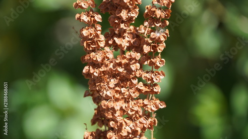 Obraz na płótnie Dried red flowers on a stalk against lush green foliage in bright sunlight, Lada