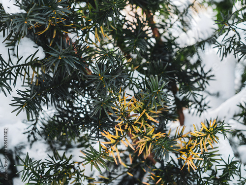 Foto Winter Yew Tree Evergreen Branches with Snow and Golden Needle Tips Close Up