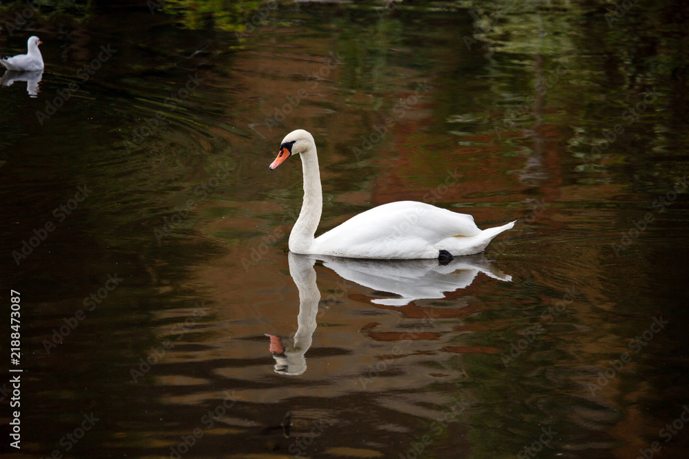 Obraz premium A white swan swimming on a lake on a bright sunny day. Animals, birds, ornithology, ecology.