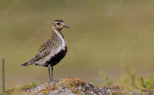 Foto Golden Plover