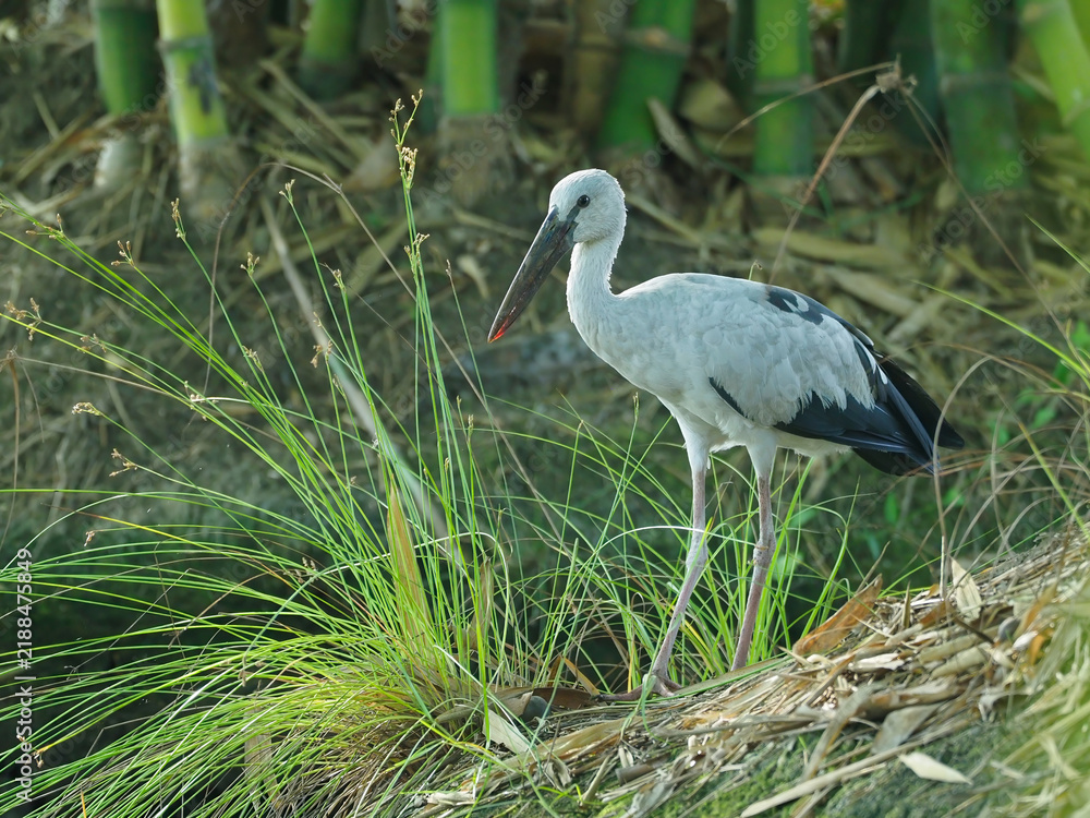 Fototapeta premium Asian Openbill (Anastomus oscitans) standing near wetland vegetation showing open bill gap and foraging adaptation