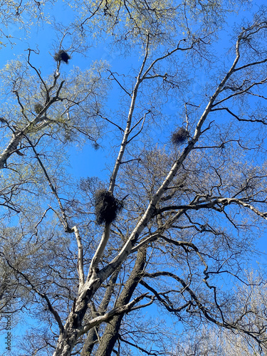 View looking up at tree crown in early spring still without leaves with many bird nests visible on branches, nature and wildlife