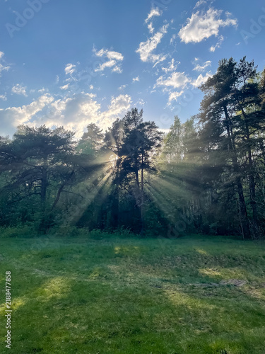 View of forest clearing with sunrays breaking through trees in forest beyond, nature and atmospheric light
