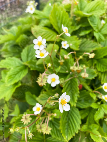 Many wild strawberry flowers blooming on bush, nature and botanical