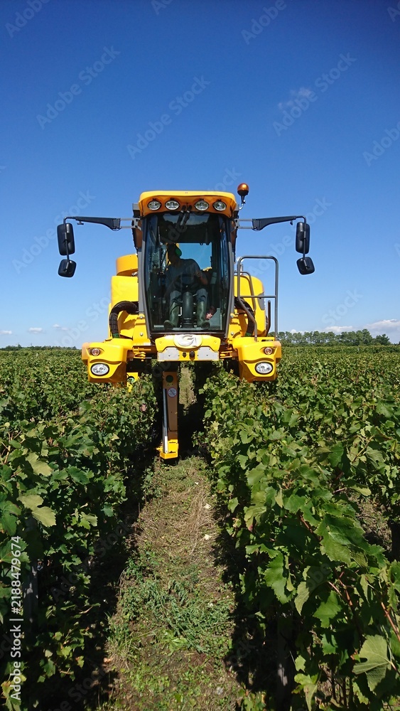 Obraz premium modern yellow tractor in the vineyards for the harvest of red grapes, Bordeaux region, rural France