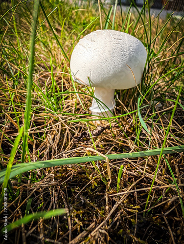 White wild mushroom agaricus growing among green grass blades and dry moss in nature close up

