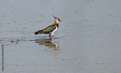 Konstfotografi Lapwing (Green Plover)