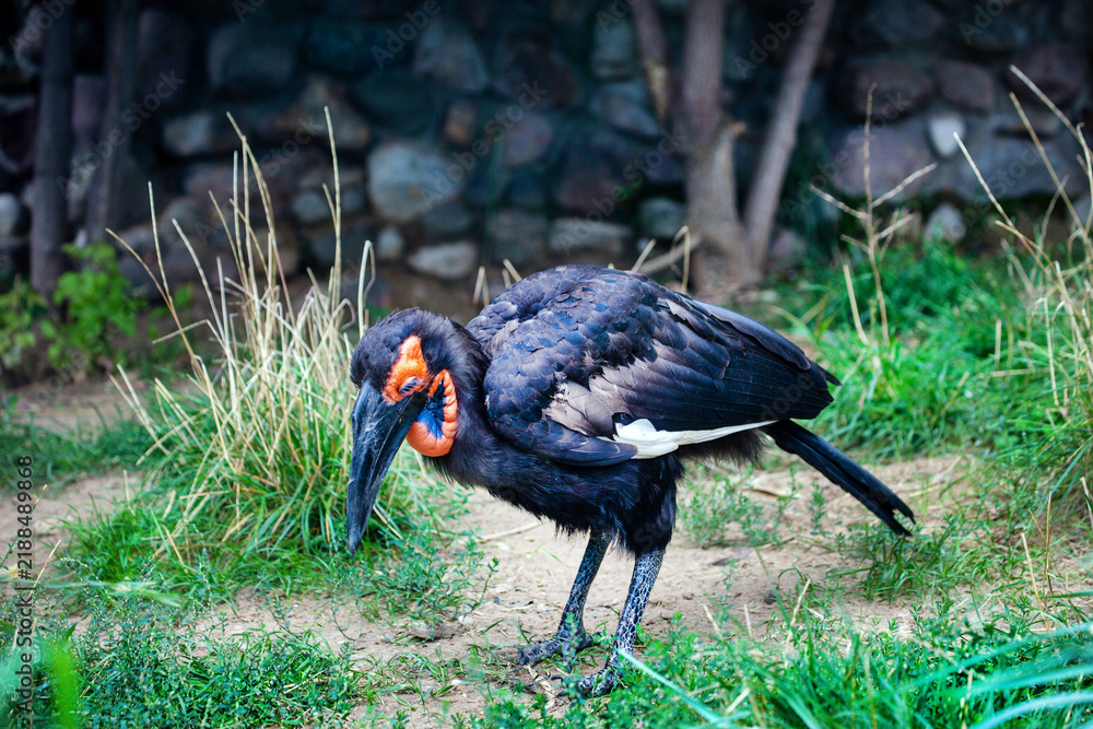 Obraz premium A Kaffir horned raven on a background of green grass on a bright sunny day. Animals, birds, ornithology, ecology.