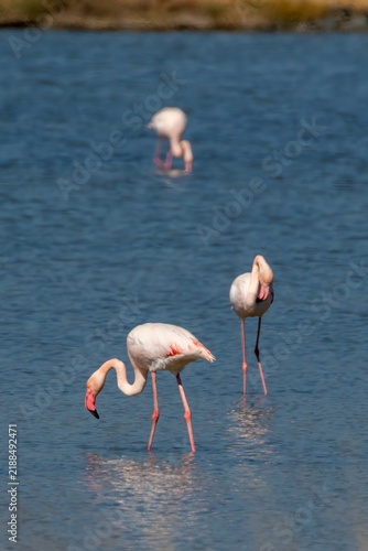 Foto Greater Flamingo (Phoenicopterus roseus) at Kalloni Salt Pans in central Lesbos island, Greece