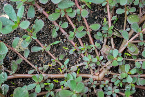 Fotografie A thriving cluster of bright green purslane plants featuring fleshy, oval-shaped leaves and reddish-brown stems grows in the yard under the scorching sun