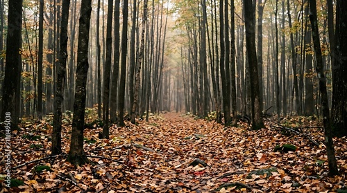 Thick carpet of leaves covering the forest floor